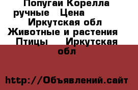 Попугаи Корелла ручные › Цена ­ 4 000 - Иркутская обл. Животные и растения » Птицы   . Иркутская обл.